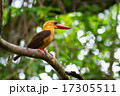 Brown-winged Kingfisher 17305511