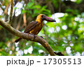 Brown-winged Kingfisher 17305513