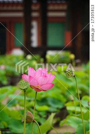 蓮の花 17305813