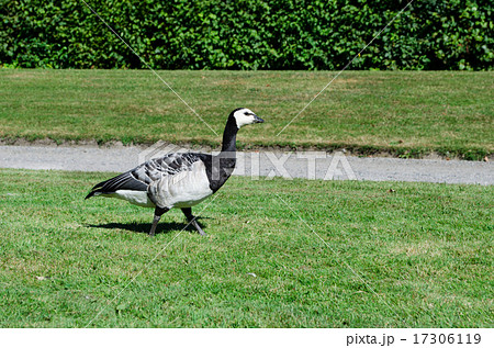 Canada Goose 17306119