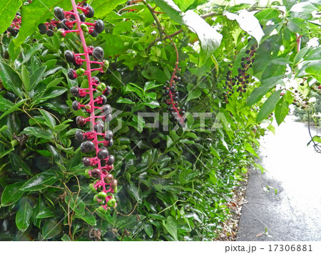 ヨウシュヤマゴボウ（洋種山牛蒡） 17306881