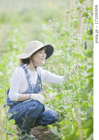 農業女子 17306906