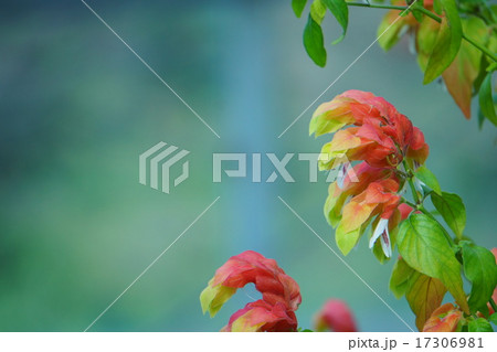 コエビソウ 17306981