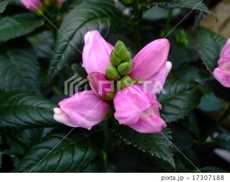 スピードリオン ジャコウソウモドキ の写真素材