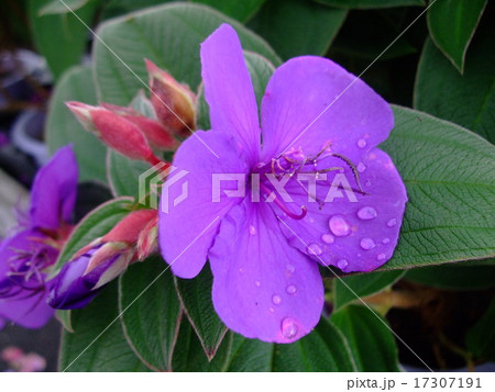 ノボタン　 17307191