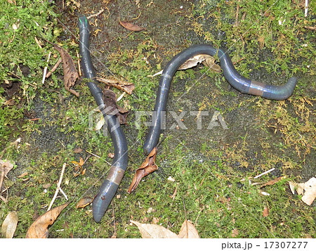 シーボルトミミズ 17307277