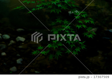 緑葉 緑葉 17307509