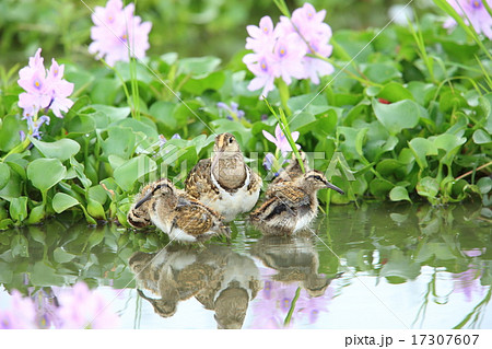 タマシギの親子 タマシギの親子 17307607