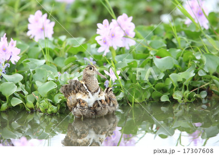 タマシギの親子 17307608