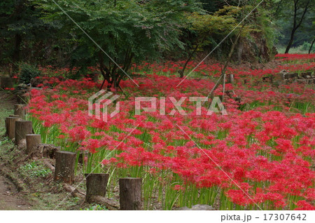 彼岸花 17307642