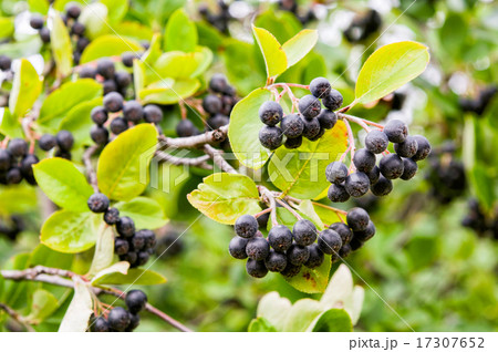 Aronia 17307652