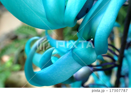 ヒスイカズラ 17307787