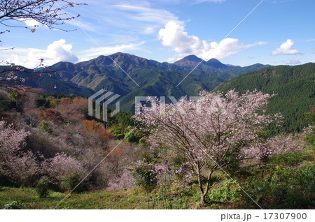 桜山公園・冬桜 17307900