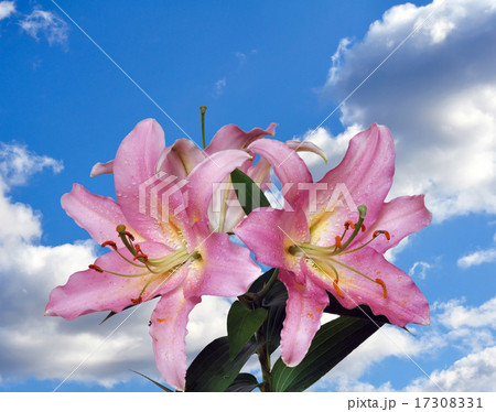 Lily and sky 17308331