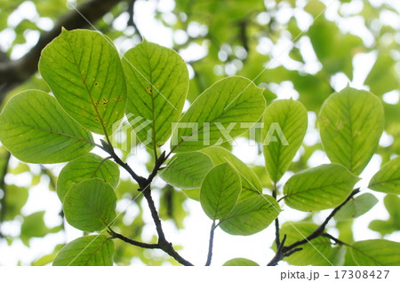 白木蓮の葉の写真素材