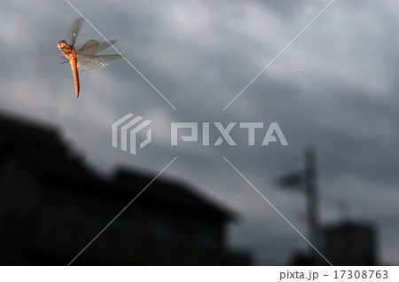 ウスバキトンボの飛翔 ウスバキトンボの飛翔 17308763