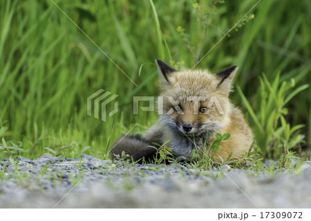 子ギツネ 17309072