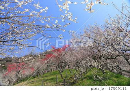 木下沢梅林 木下沢梅林 17309111