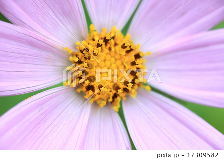 コスモス 17309582