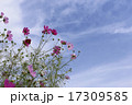 晴天の日の花びらが綺麗なコスモス 17309585