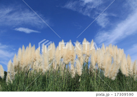 秋の空とシロガネヨシ・パンパスグラス 17309590