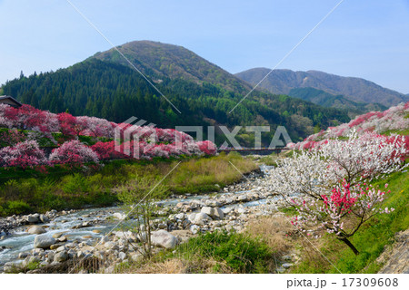 長野　阿智　月川温泉郷の花桃 17309608