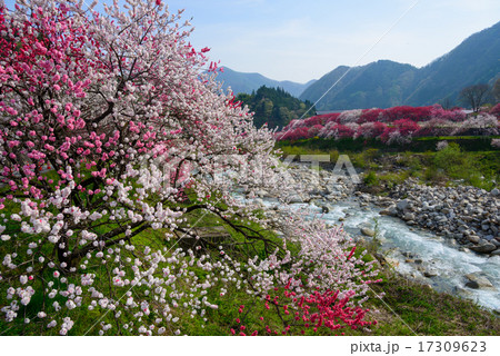 長野　阿智　月川温泉郷の花桃 17309623