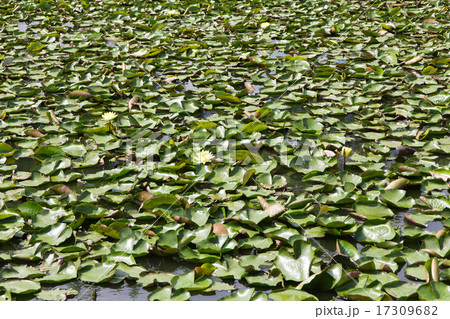 Royal Water Lily Royal Water Lily 17309682