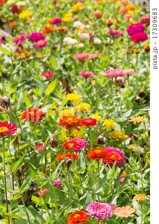 Colorful Gerbera Flowers 17309683
