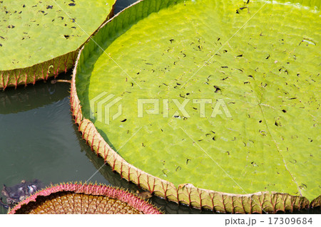 Royal Water Lily 17309684
