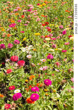 Colorful summer flowers 17309686