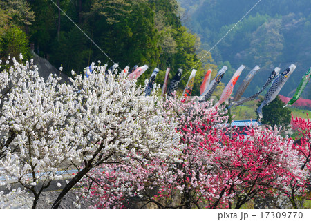 長野　阿智　月川温泉郷の花桃と鯉のぼり 17309770