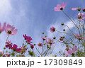晴天の日の花びらが綺麗なコスモス 17309849