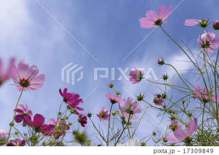 晴天の日の花びらが綺麗なコスモスの写真素材