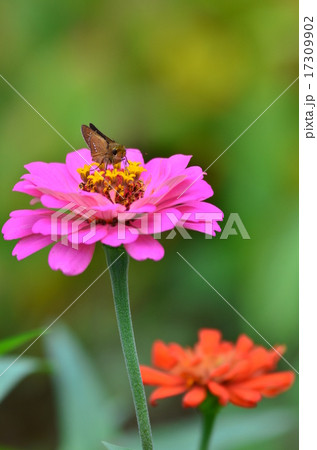 ジニアとセセリチョウ ジニアとセセリチョウ 17309902