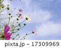 晴天の日の花びらが綺麗なコスモス 17309969