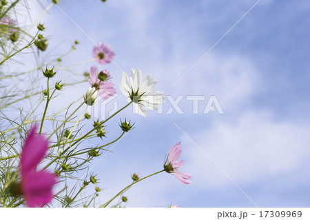 晴天の日の花びらが綺麗なコスモス 17309969