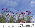 晴天の日の花びらが綺麗なコスモス 17310017