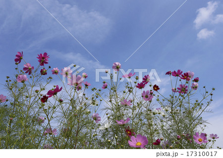 晴天の日の花びらが綺麗なコスモス 17310017
