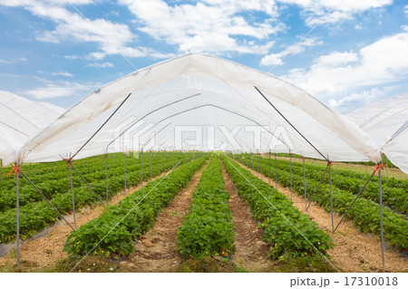 Strawberrys growing in the greenhouse. 17310018