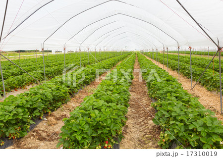 Strawberrys growing in the greenhouse. 17310019