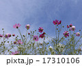 晴天の日の花びらが綺麗なコスモス 17310106