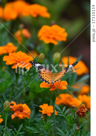 ヒョウモンチョウとマリーゴールド 17310114