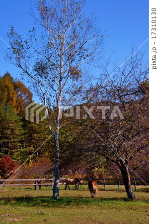 木曽馬の里　開田高原　Kiso-Horses in Kaida Farm 17310130