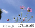 晴天の日の花びらが綺麗なコスモス 17310165
