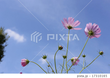 晴天の日の花びらが綺麗なコスモス 晴天の日の花びらが綺麗なコスモス 17310165