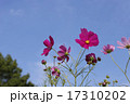 晴天の日の花びらが綺麗なコスモス 17310202