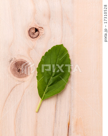 Alternative medicine fresh holy basil leaves  17310528