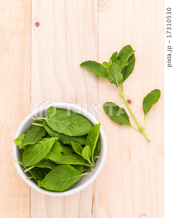 Alternative medicine fresh holy basil leaves  17310530