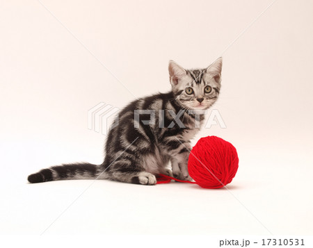 赤い毛糸で遊ぶアメリカンショートヘアーの子猫 赤い毛糸で遊ぶアメリカンショートヘアーの子猫 17310531